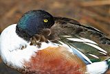 Northern Shoveler